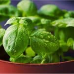 What's great about basil for pregnant women