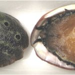 Why should I avoid having abalones during pregnancy