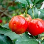 Is it safe to have acerola during pregnancy
