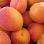 What are the benefits of having apricots during pregnancy