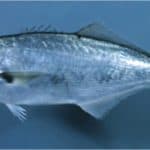 Why should I be careful while eating bluefish during pregnancy