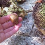 What is the right way to have breadfruit seeds during pregnancy