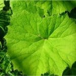 Can I have Butterbur during pregnancy