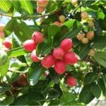 Is it okay to have carissa (natal-plum) during pregnancy