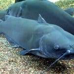 Is catfish a good source of nutrients during pregnancy