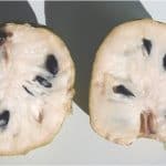 Is it okay to have cherimoya during pregnancy