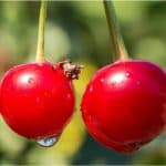 What are the benefits of having cherries sour during pregnancy
