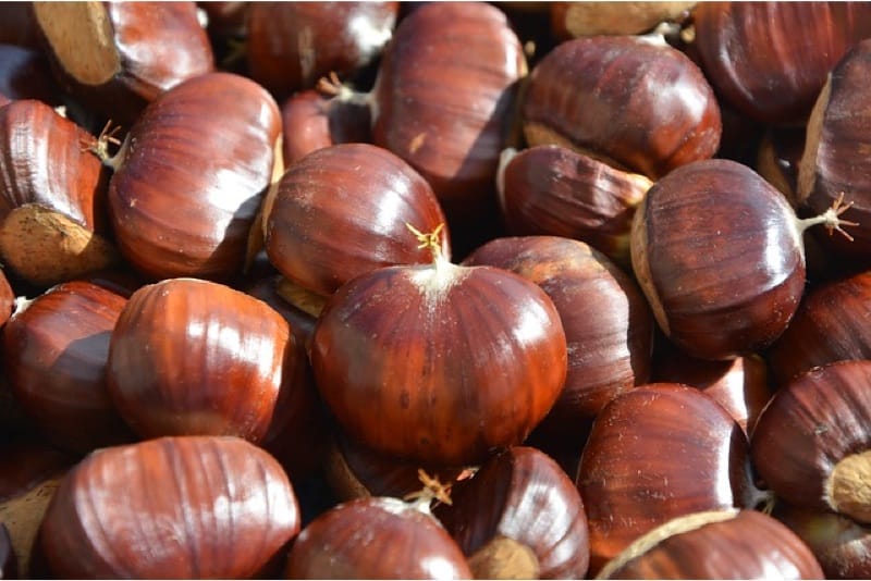 What Are The Benefits Of Having Chestnuts During Pregnancy Pregnantplate