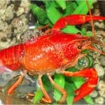 Is crayfish a good choice for pregnant women