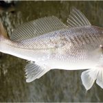 What are the benefits of having croaker fish during pregnancy