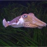 Is it safe to have cuttlefish during pregnancy