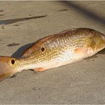 Freshwater drum fish is so nutritious. Why should I be cautious while having it during pregnancy