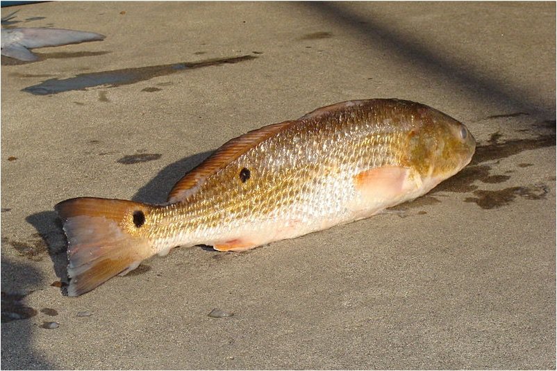 red drum slot limit virginia