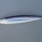 What are the benefits of having European Anchovy during pregnancy