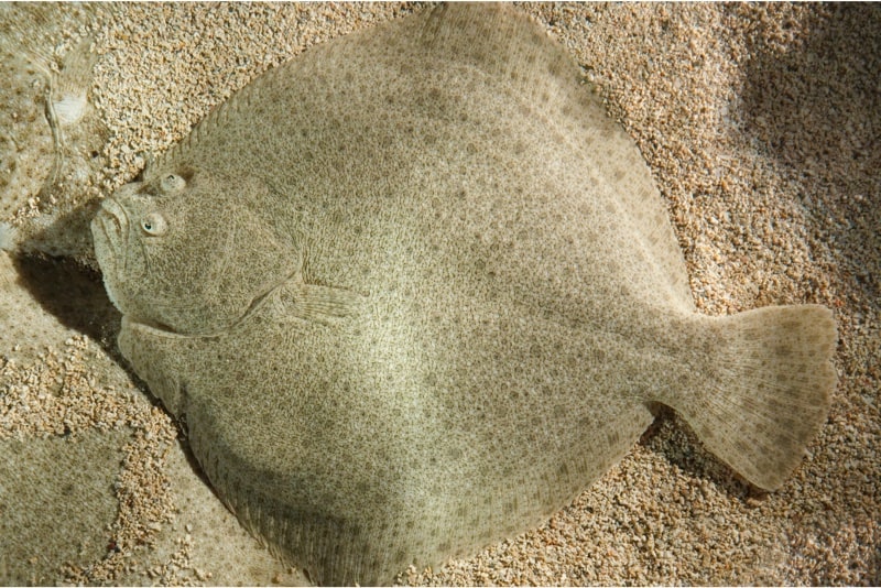 flounders are flat bodyed fish. would they adapted to live in rhe headwaters of a river