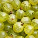 What are the benefits of having gooseberries during pregnancy