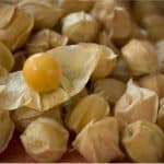 Is it okay to have groundcherries during pregnancy