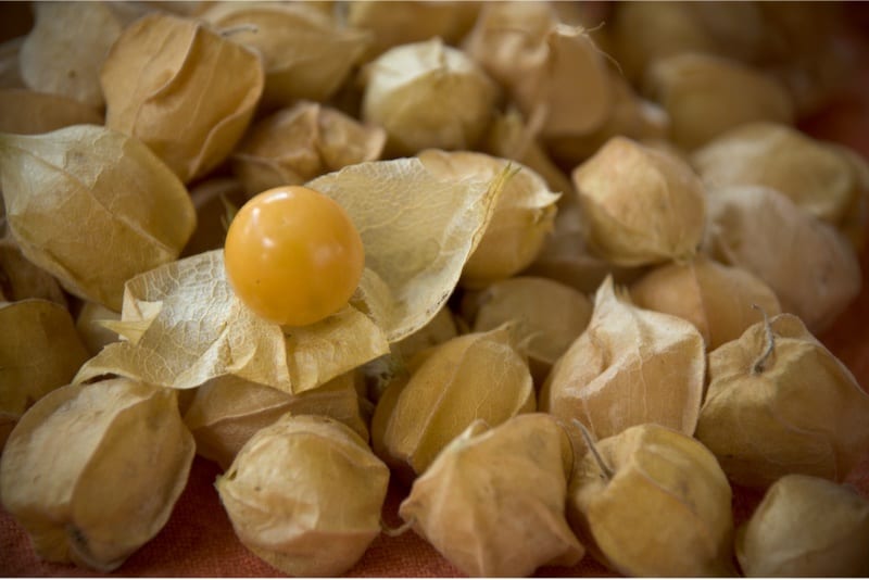 Is it okay to have groundcherries during pregnancy ...