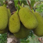Does jack fruit have any nutritional benefits for pregnant women