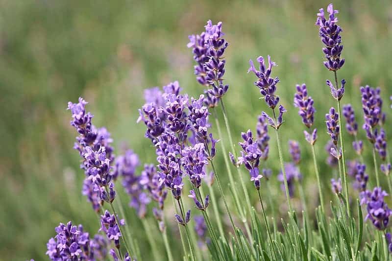 Can I have Lavender when pregnant? PregnantPlate