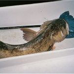 Should I be cautious while having lingcod fish during pregnancy