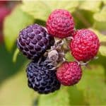 What are the nutritional benefits of having loganberries