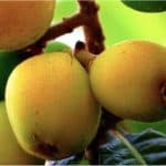 Can women have loquats during pregnancy