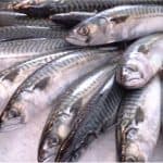 What safety issues should I keep in mind with mackerel during pregnancy