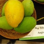 mango mangoes