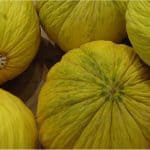 What are the benefits of having melons casaba during pregnancy