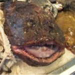 Why do pregnant women need to be careful while having monkfish