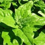 Can I have New Zealand spinach during pregnancy