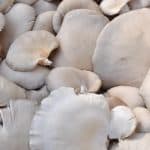 Can oyster mushrooms cause problems for pregnant women