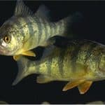 What benefits does perch have for me during pregnancy