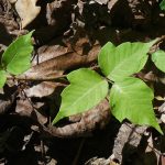 Eastern Poison Ivy