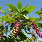Do pokeberry shoots have vitamins that are good for pregnant women