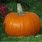 What health benefits do pumpkins have for pregnant women