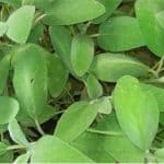 Is eating too much purslane during pregnancy a problem