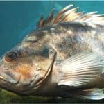 Why should I be cautious while having rockfish during pregnancy
