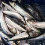How does including sardine in your pregnancy diet help with neonatal development