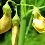 What are the health benefits of sesbania flowers during my pregnancy
