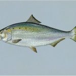 What are the benefits of having shad during pregnancy