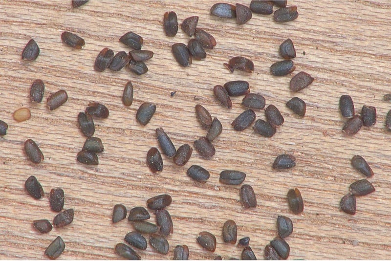 Why Should I Be Cautious While Having Black Mustard Seeds Pregnantplate