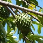 Why is it good to include soursop in my pregnancy diet