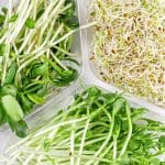 Are sprouts such as bean sprouts