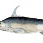 Why is eating swordfish dangerous for pregnant women