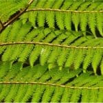 Can I have Tree fern during pregnancy