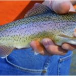 What are the benefits of having trout during pregnancy