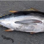 What precautions should pregnant women take before eating tuna