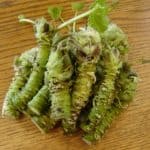 Is wasabi root okay for pregnant women